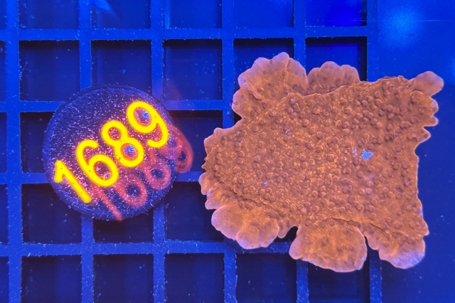 Montipora