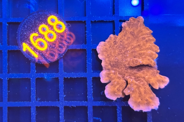 Montipora