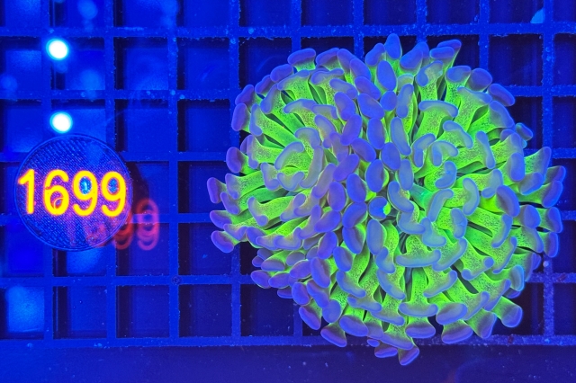 Euphyllia paraancora