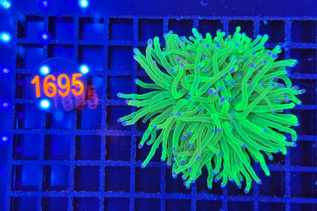 Euphyllia glabrescens