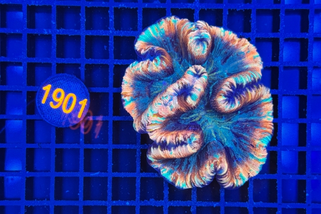 Trachyphyllia geoffroyi