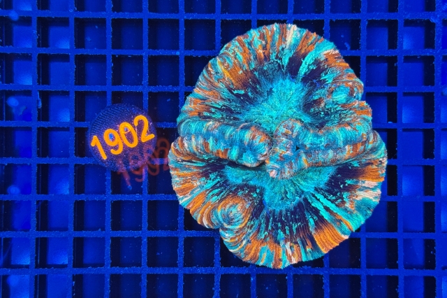 Trachyphyllia geoffroyi