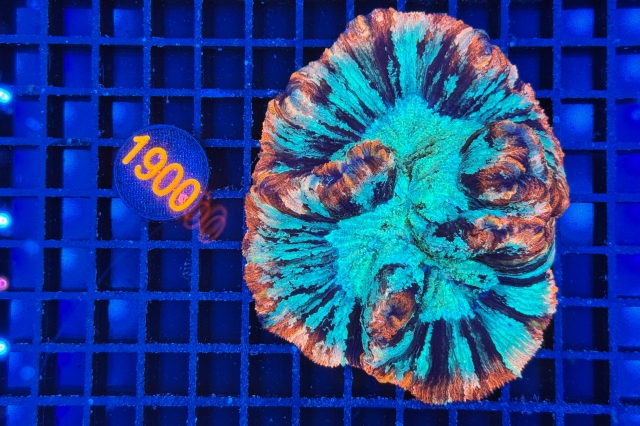 Trachyphyllia geoffroyi