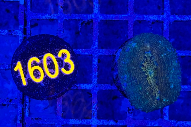 Lobophyllia