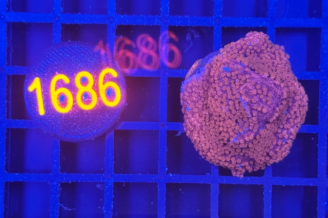 Montipora