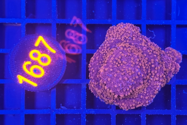 Montipora