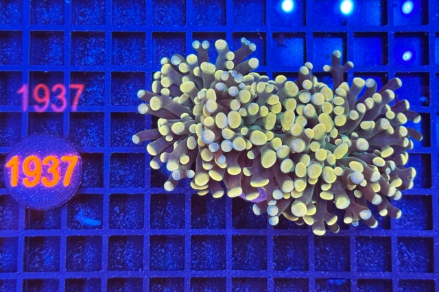 Euphyllia paraancora