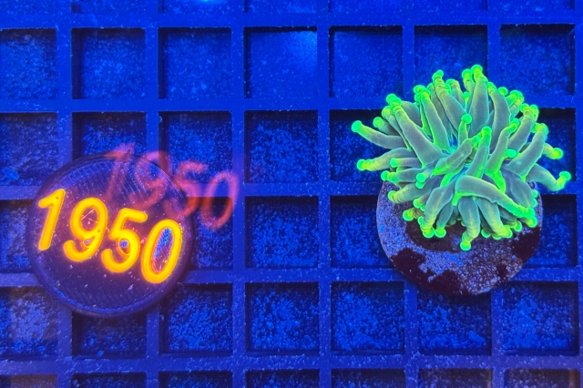 Euphyllia glabrescens