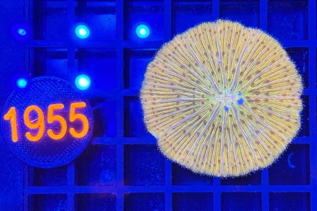 Fungia