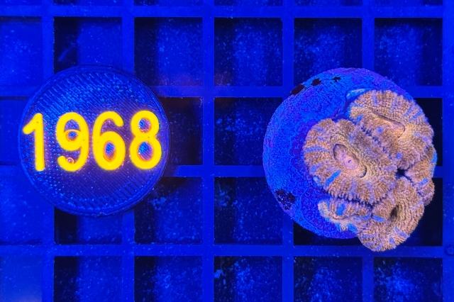 Acanthastrea lordhowensis