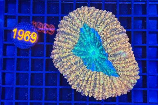 Symphyllia
