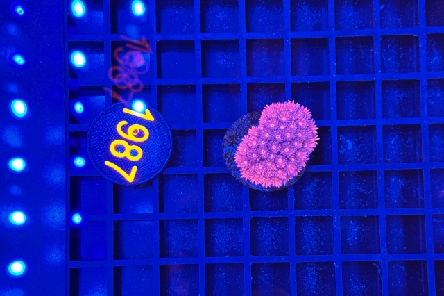 Goniopora