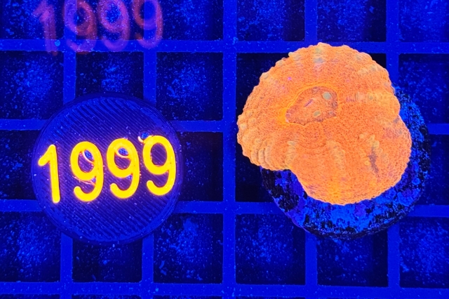 Scolymia australis 