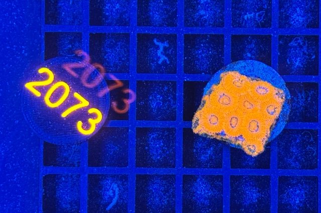 Micromussa