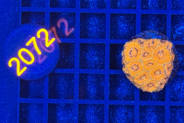 Micromussa