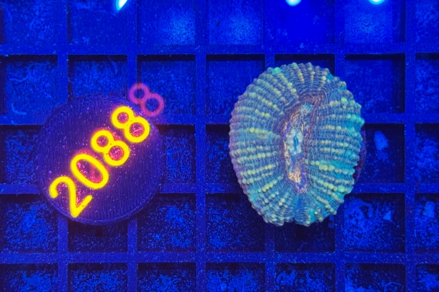 Lobophyllia
