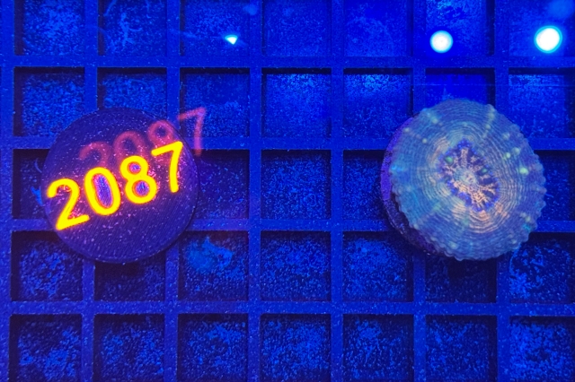 Lobophyllia - 2087_10