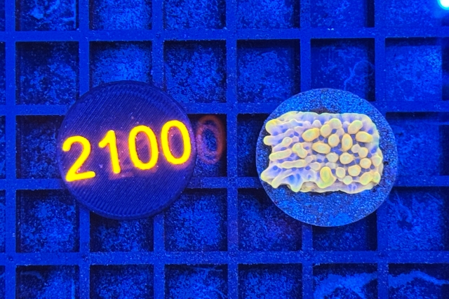 Montipora