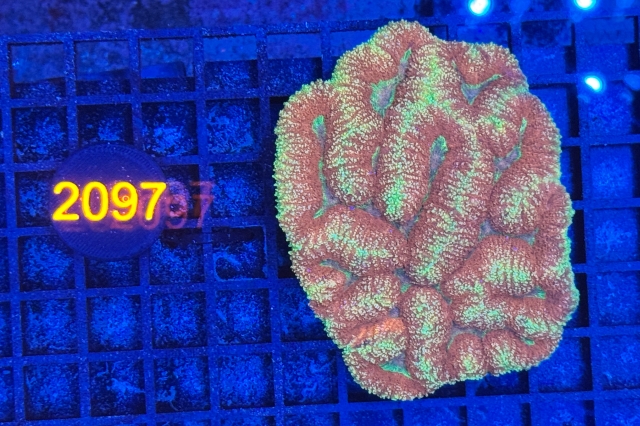 Symphyllia