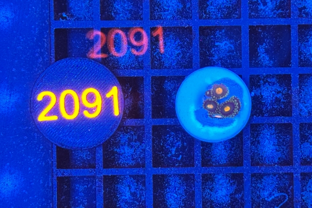 Zoanthus - 2091_10