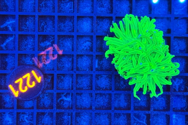 Euphyllia glabrescens