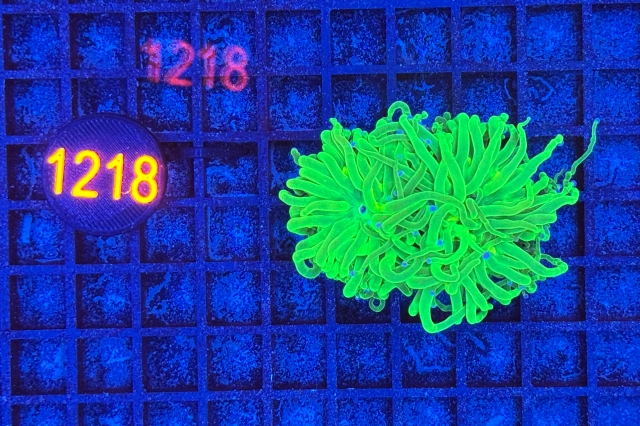 Euphyllia glabrescens