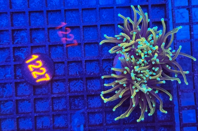 Euphyllia glabrescens