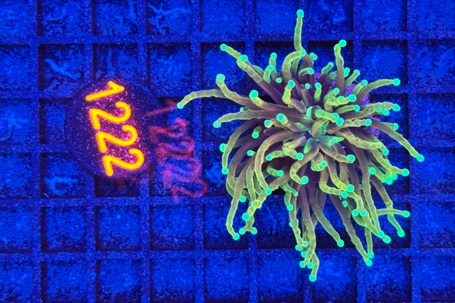 Euphyllia glabrescens