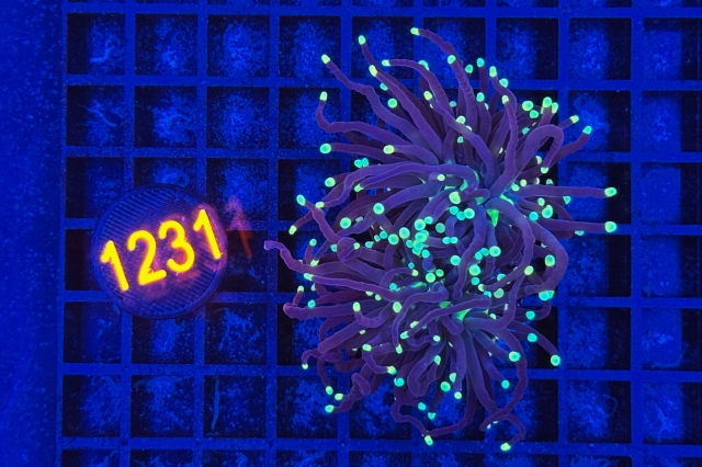 Euphyllia glabrescens