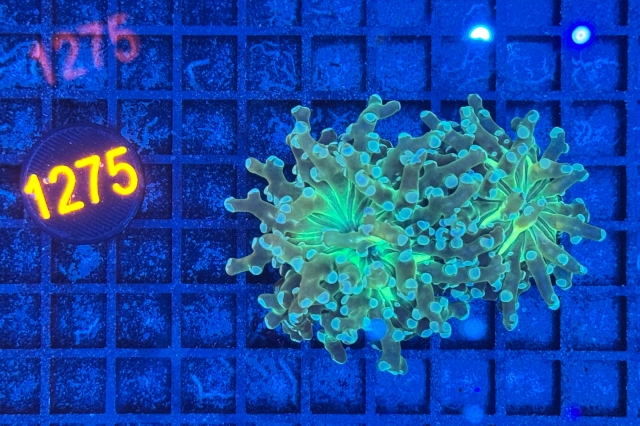 Euphyllia paradivisa