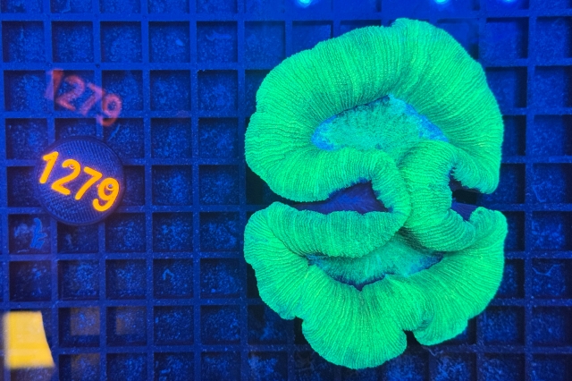 Trachyphyllia geoffroyi