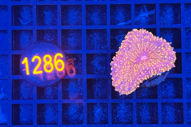 Lobophyllia - 1286_10