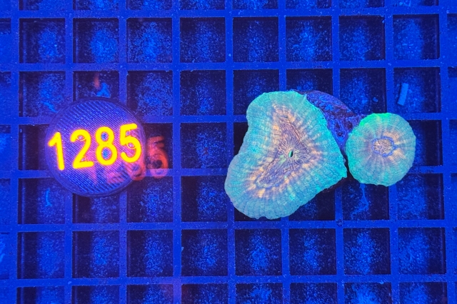 Lobophyllia