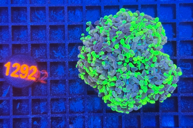 Euphyllia paraancora Bicolor 