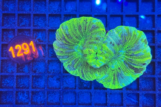 Trachyphyllia geoffroyi