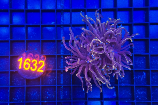 Euphyllia glabrescens