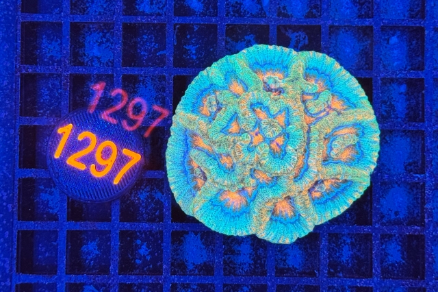 Symphyllia wilsoni