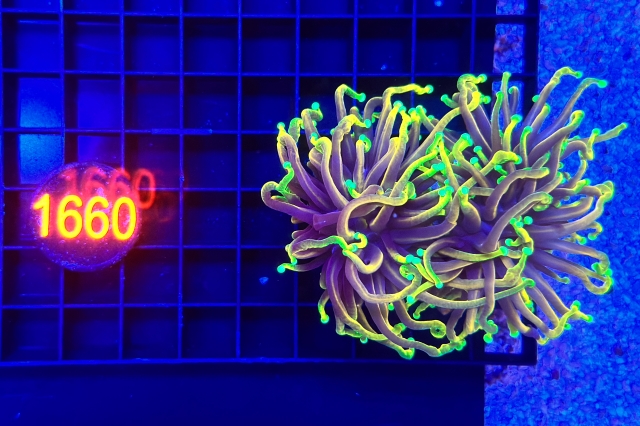 Euphyllia glabrescens - 1660_5