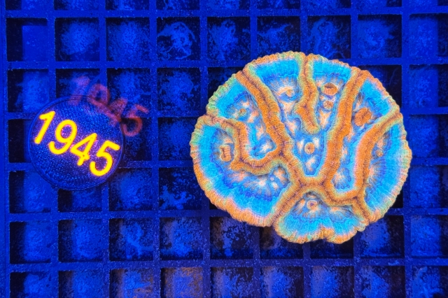 Symphyllia wilsoni