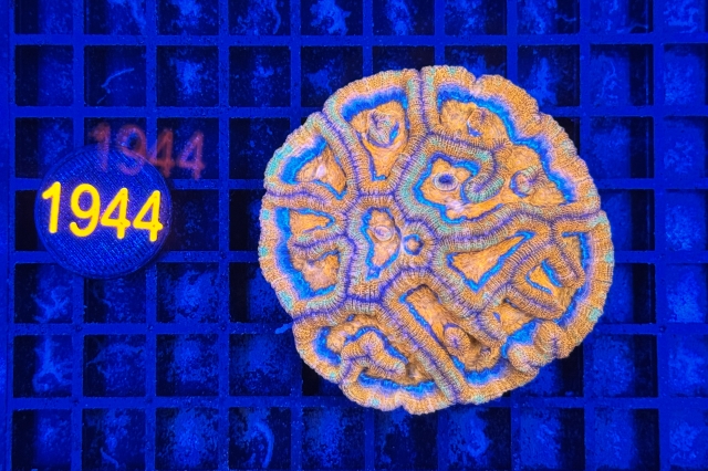 Symphyllia wilsoni