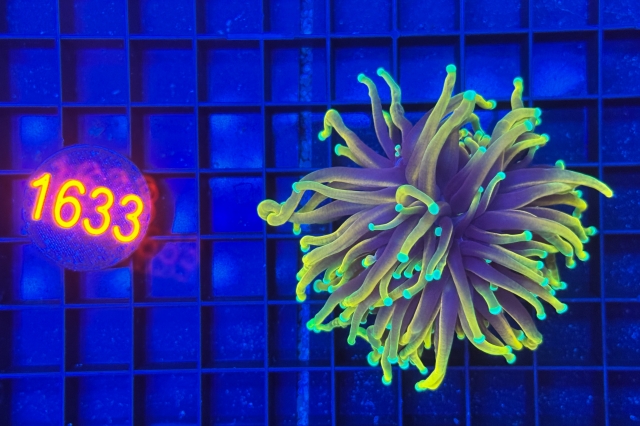 Euphyllia glabrescens Dragonsoul