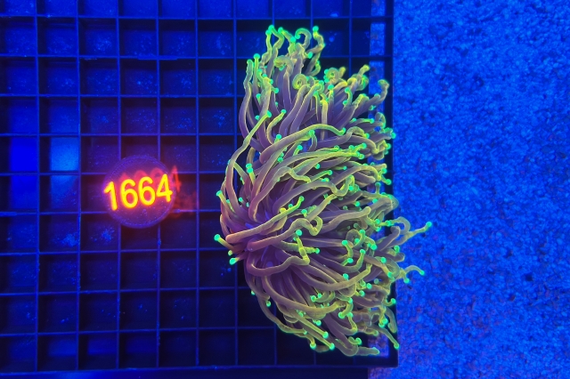 Euphyllia glabrescens Dragonsoul - 1664_5