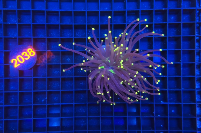 Euphyllia glabrescens