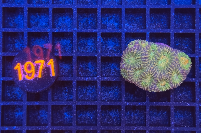 Acanthastrea echinata
