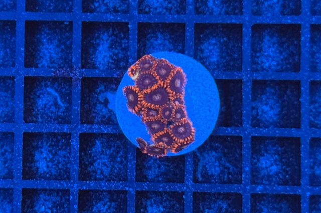 Zoanthus