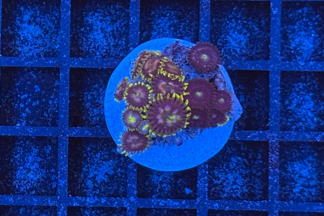 Zoanthus
