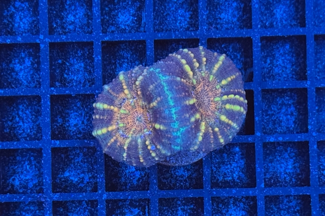 Lobophyllia