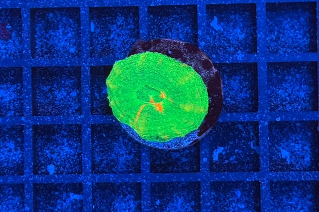 Scolymia button