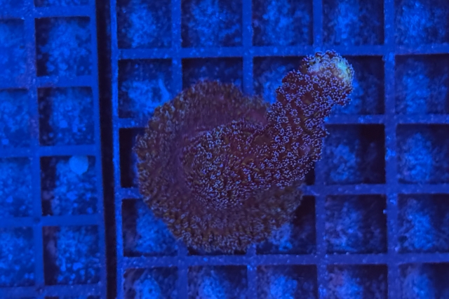 Stylophora pistillata Milka