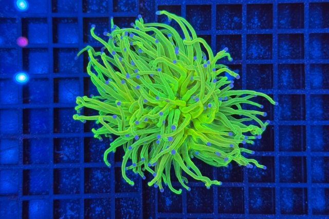 Euphyllia glabrescens Holy Grail